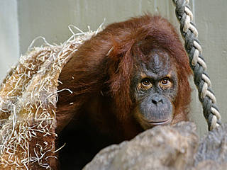 © Zoo Heidelberg, Foto: Heidrun Knigge