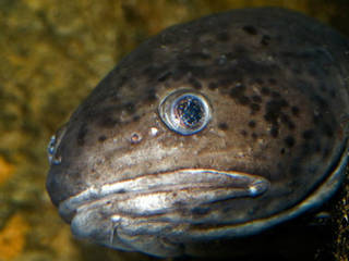 Nordsee-Aquarium Borkum © Nordsee-Aquarium Borkum